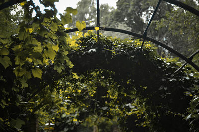 Low angle view of tree