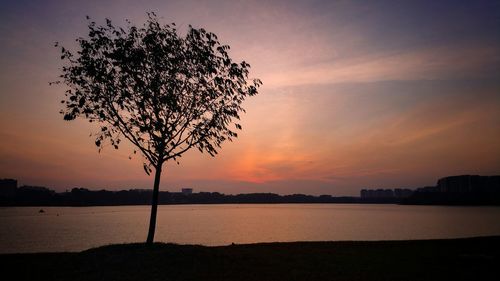 Silhouette of trees at sunset