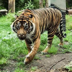 Tiger walking in grass