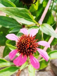 Close-up of pink flowering plant