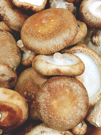 Close-up of mushrooms