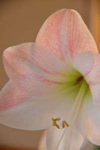 Close-up of pink orchid flower