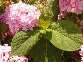 Close-up of pink flowers blooming outdoors