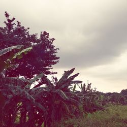 Low angle view of flowering trees on field against sky