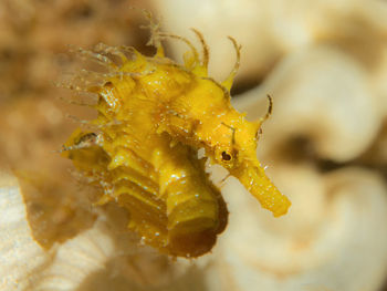 Close-up of yellow flowering plant