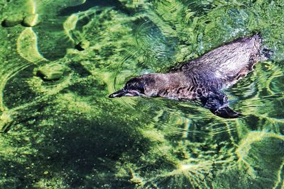 High angle view of turtle swimming in sea