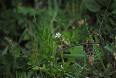 Close-up of white flowering plant on field