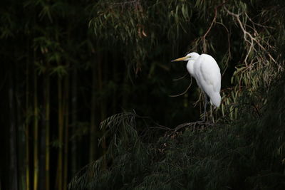 High angle view of gray heron perching on grass by lake