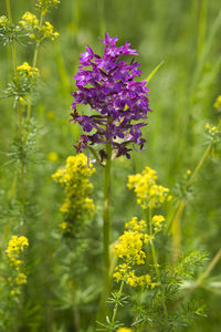 Close-up of yellow flowering plant on field