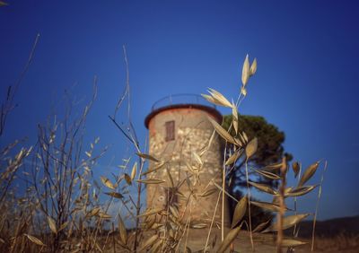 Close-up of plant against blue sky