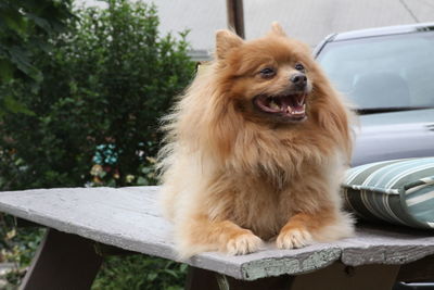 Dog looking away while sitting on car