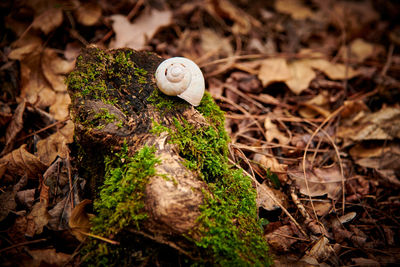 Close-up of snail on dirt road
