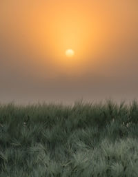 Scenic view of wheat field against orange sky