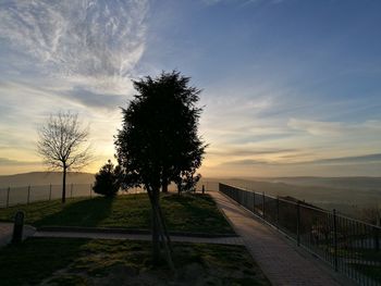 View of trees at sunset