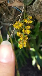 Close-up of yellow flowers