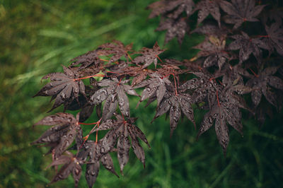 Close-up of dried maple leaves on tree