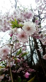 Low angle view of cherry blossoms against sky