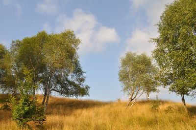 Trees on field against sky