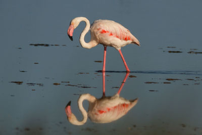 Close-up of flamingo perching on lake