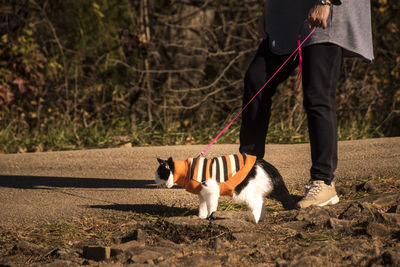 Low section of woman with cat walking on footpath