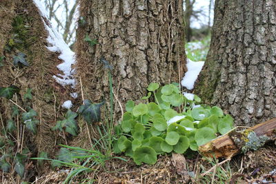 Plants growing on field