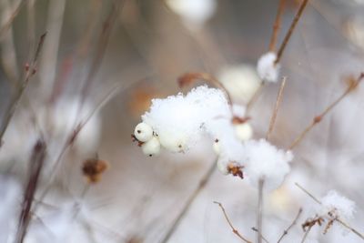 Close-up of snow on tree during winter