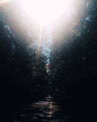 Sunlight streaming through trees in forest on sunny day