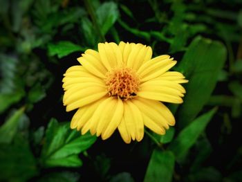 Close-up of yellow flower blooming outdoors