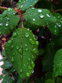 Close-up of water drops on leaf