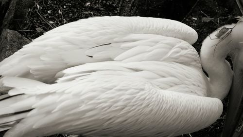 Close-up of white swan