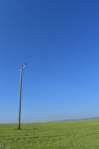 Scenic view of field against clear sky