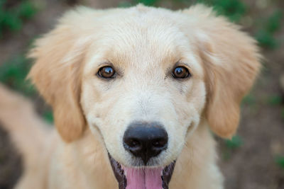 Close-up portrait of dog sticking out tongue outdoors