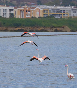 Seagulls flying over lake