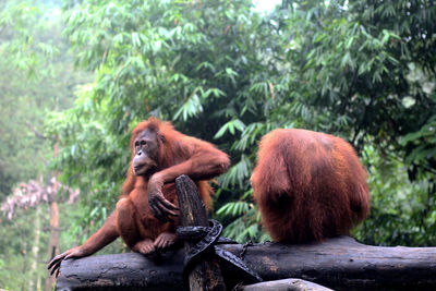 Orangutans in a playground that matches the nature of the forest