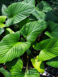 Close-up of green leaves