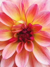 Close-up of dahlia