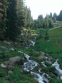 Scenic view of forest against sky