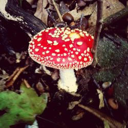 Close-up of mushroom in forest