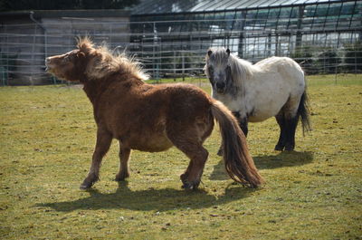 Horses standing in ranch