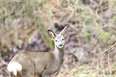 Close-up of deer on field