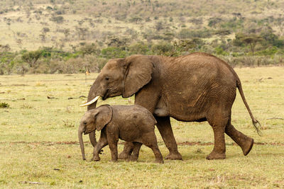 Elephants on field