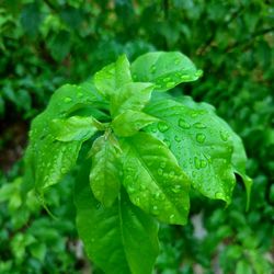 Close-up of wet plant leaves during rainy season