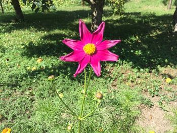 Close-up of pink flower blooming on field