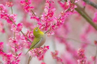 Close-up of pink perching on tree