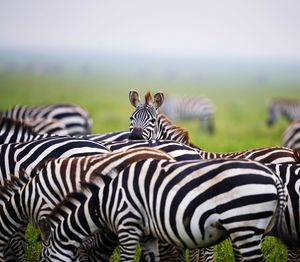 Close-up of zebra