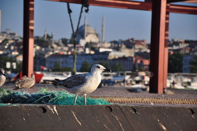 Close-up of seagull perching on wall