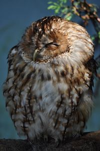 Close-up of a bird