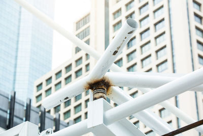 Low angle view of bird on building