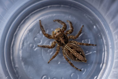 High angle view of spider on glass