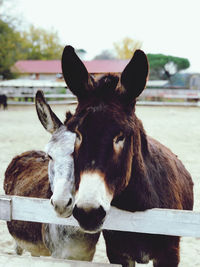 The  therapeutic power of donkeys